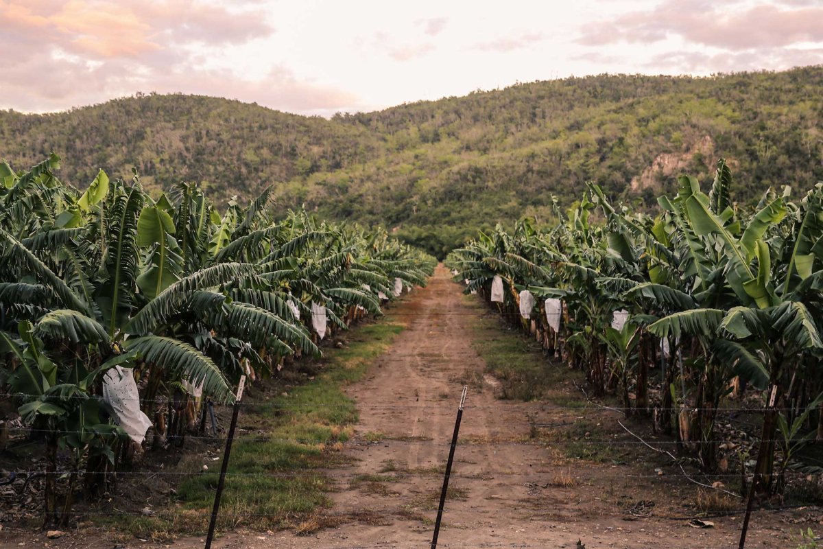 coffee-puerto-rico